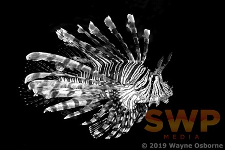 Lionfish, monochrome WO-0701M