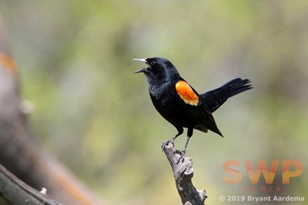 Singing Black Bird BA-1485