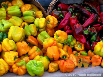 Fresh Peppers HB-23a
