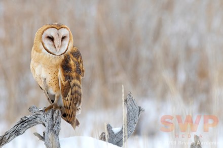 Winter Owl BA-4271