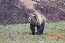Snow Storm Grizzly BA-7245