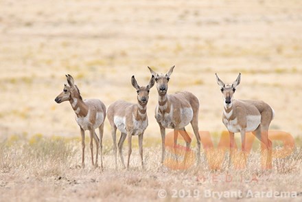 Doe Antelopes BA-0476
