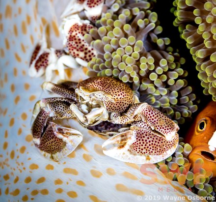 Porcelain Crab with Onlooker WO-1352