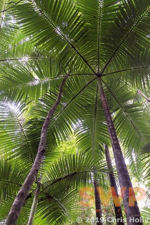 Palm Canopy CH-00009