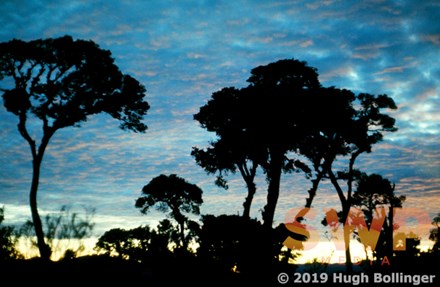 Cloudforest Sundown HB-11