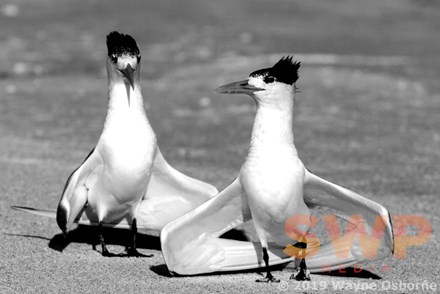 Dancing Terns, monochrome WO-5856M
