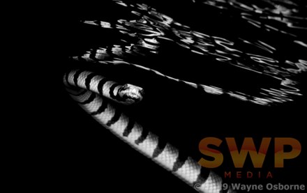 Sea Snake, monochrome WO-3294M
