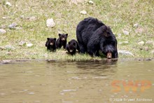 Black Bear Family BA-8709