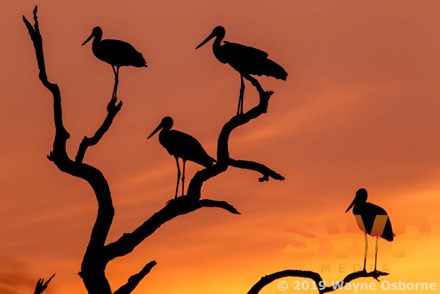 Storks at Sundown WO-4544