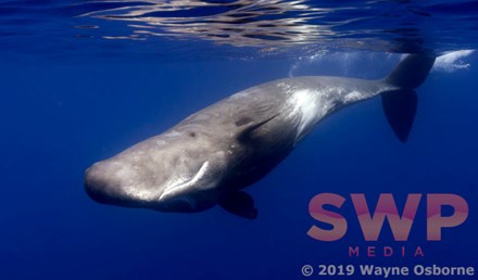 Curious Whale WO-5358