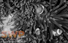 Clownfish, monochrome WO-0501M
