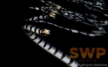 Sea Snake WO-3294