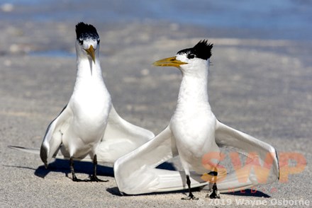 Dancing Terns WO-5856