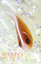 Delicate Anemonefish WO-4227
